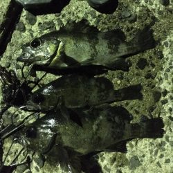 五島でロックフィッシュのライド オン パレード！